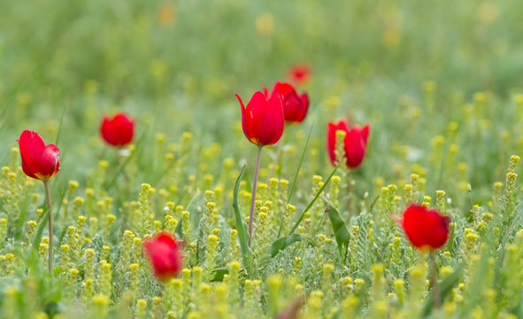 Schrenck's tulips (Tulipa) in the steppe, Republic of Kalmykia, Russia