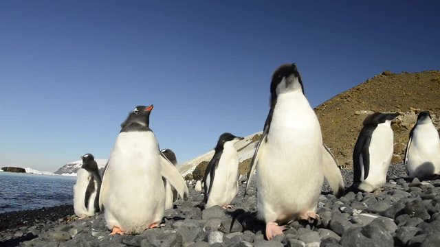 Gentoo and Adelie Penguins chiks