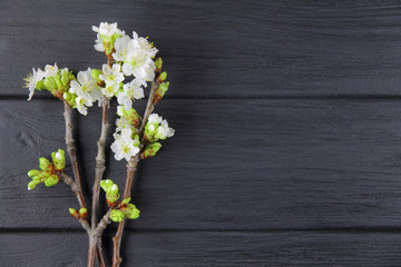 Branches of a blossoming cherry on a black background