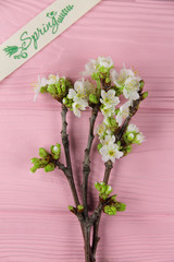 Branches of a blossoming cherry on a pink background
