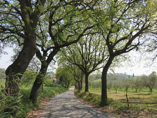 Primavera