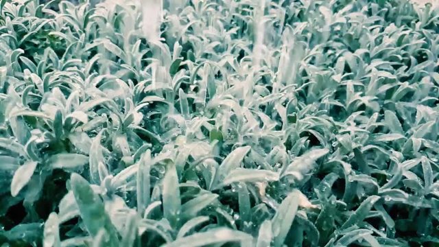 Raindrops falling on leaves in the rain. Slow monion.