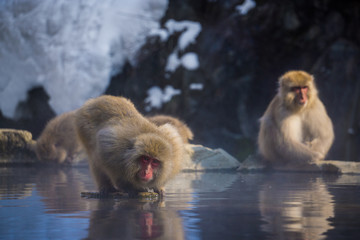 Obraz premium Snow Monkey