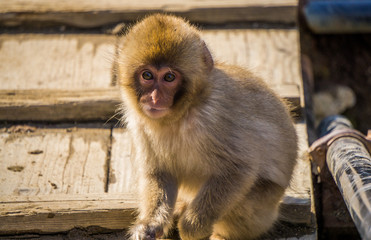 Naklejka premium Baby Snow Monkey