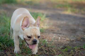 Baby french bulldog