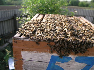 Beehive with beehives on which there are lot of bees. Bees covered the entire beehive. Bee hive during the inspection by a beekeeper.