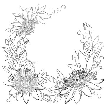 Vector wreath with outline tropical Passiflora or Passion flowers, bud, leaves and tendril isolated on white background. Ornate floral elements in contour style for summer design and coloring book.