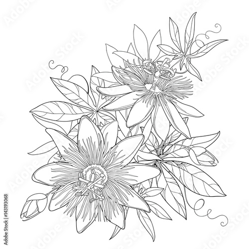 Free Free 298 Tropical Flower Outline Svg SVG PNG EPS DXF File