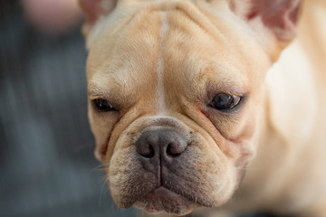 Baby french bulldog