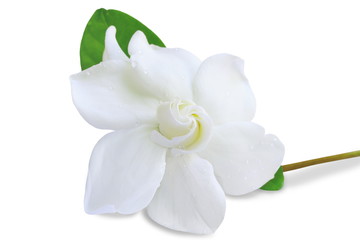 Naklejka na ściany i meble Gardenia jasminoides or Cape jasmine flower on white background.