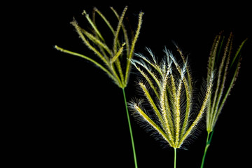 Flower of Swallen Finger grass