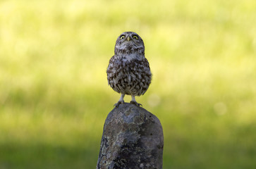 Adult of Little owl. Athene noctua