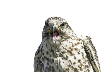 funny portrait of a Kestrel with open beak