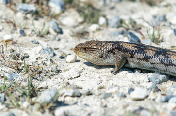Australian brown reptile