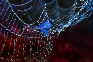 beautiful background with lots of shiny drops of morning dew on a spider web