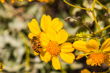 Bee on a wild flower