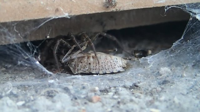 Spider trying to move its prey 