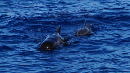 Pilotwal Familie vor der Küste von Teneriffa