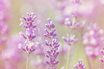 field lavender flowers