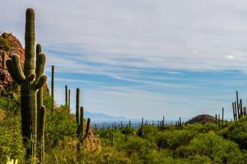 Fototapeta na wymiar Hiking in Tucson
