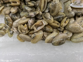 Fresh clams on ice at the market