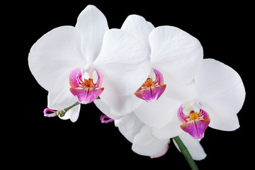 Fototapeta na wymiar White orchid isolated on a black background