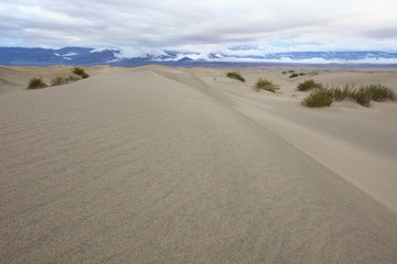Mesquite Dunes after Storm