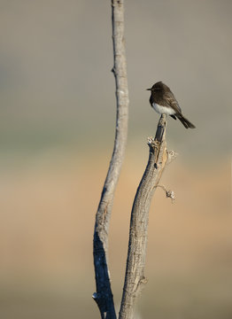 Black Phoebe