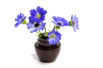 First spring flowers isolated on white background.