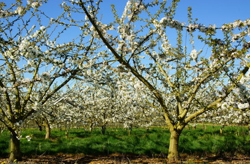 Cerisiers en fleur