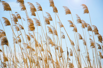 Reeds in the river against the sky
