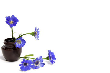 First spring flowers isolated on white background.