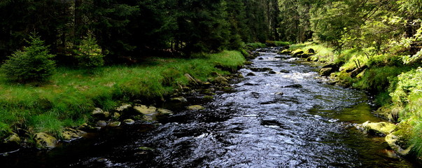 The view on the stream in forest