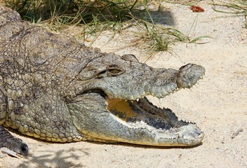 Crocodile