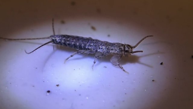 Silver fish insect, moving a little 