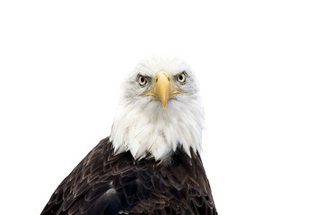 Bald eagle
