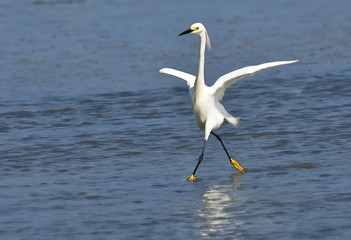 Great White Heron
