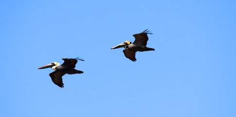 Pelicans are flying over  Caribbean sea