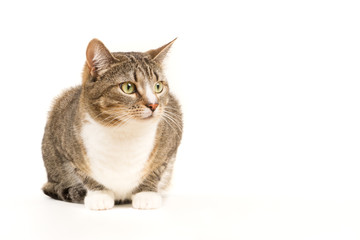Grey cat on a white background