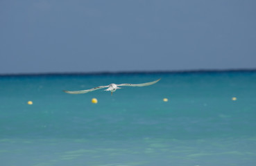 Seagull flying over calm sea