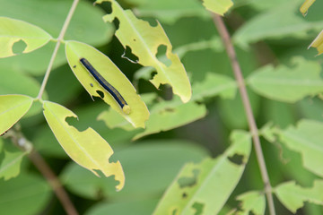 Caterpillar on a green leaf. worm eating green leaves