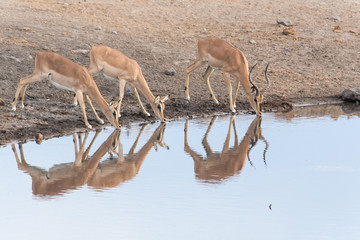 Impalas am Wasserloch