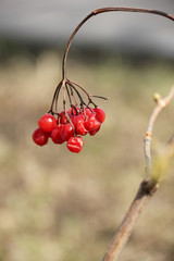 Red viburnum