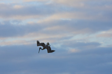 Pelicans looking for their pray