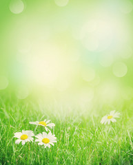 Fototapeta na wymiar Chamomile flowers on grass field