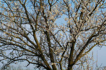 flowering tree apricot
