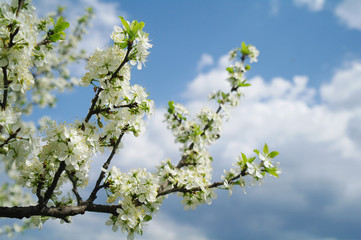 Blooming apple tree in spring time