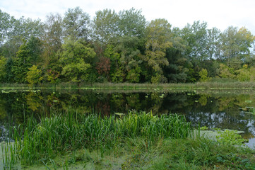 River landscape and wood