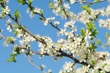 Blooming apple tree in spring time