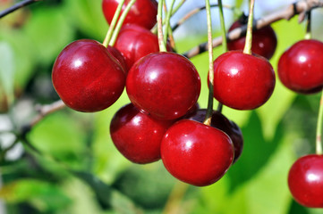  close-up of ripe cherries on a tree
